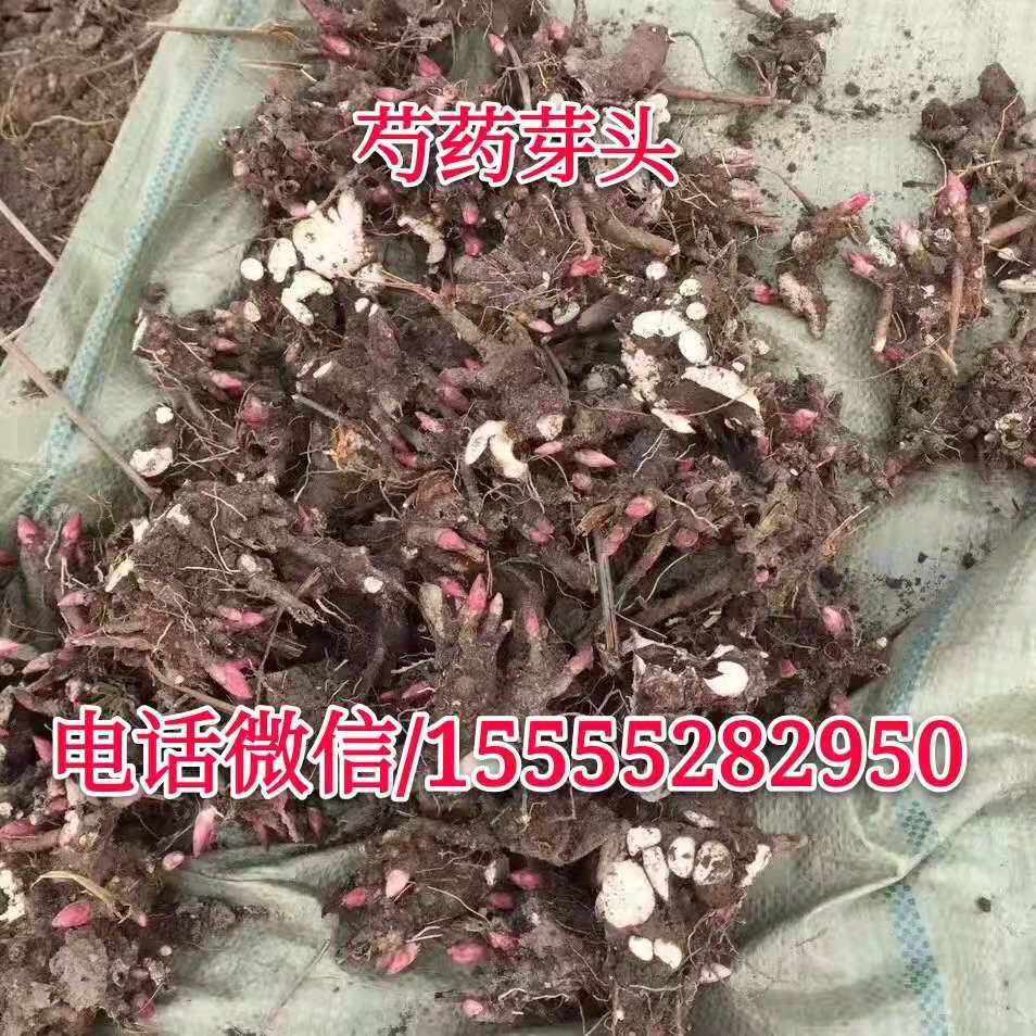 亳州芍药芽头种植 芍药幼苗产品包回收干鲜货