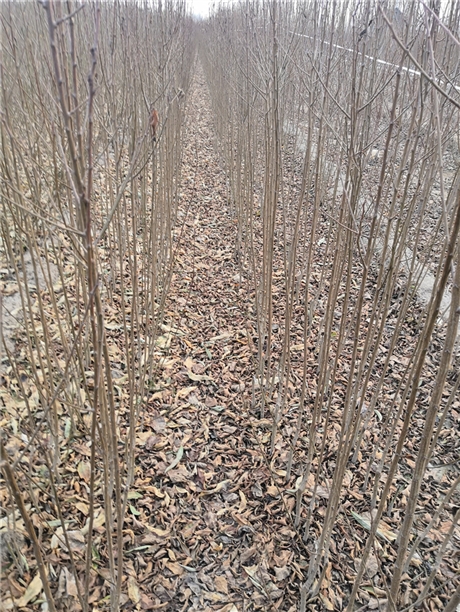 2年西梅苗怎样种植嫁接西梅树苗几年结果