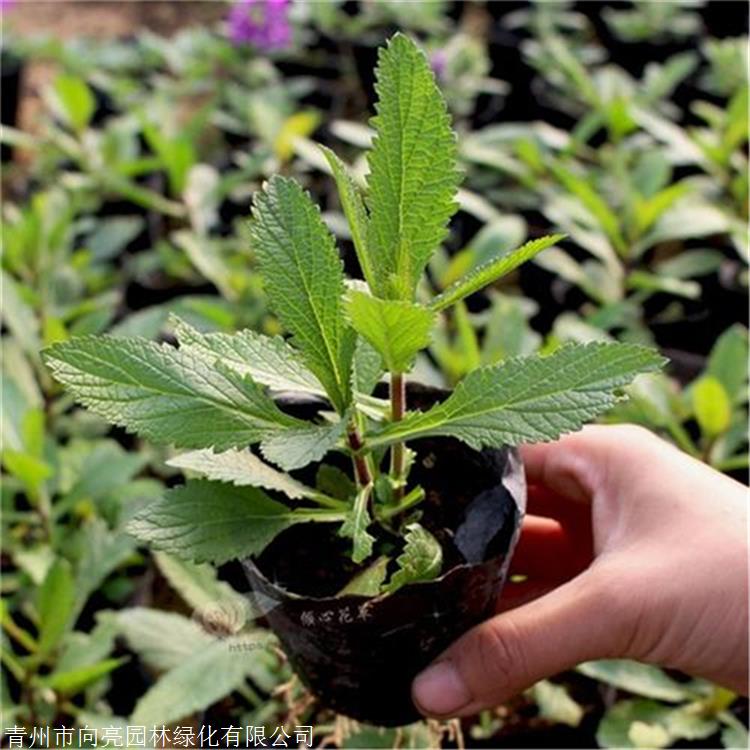 花海用苗 柳叶马鞭草 多年生直立草本植物 可做观赏植物