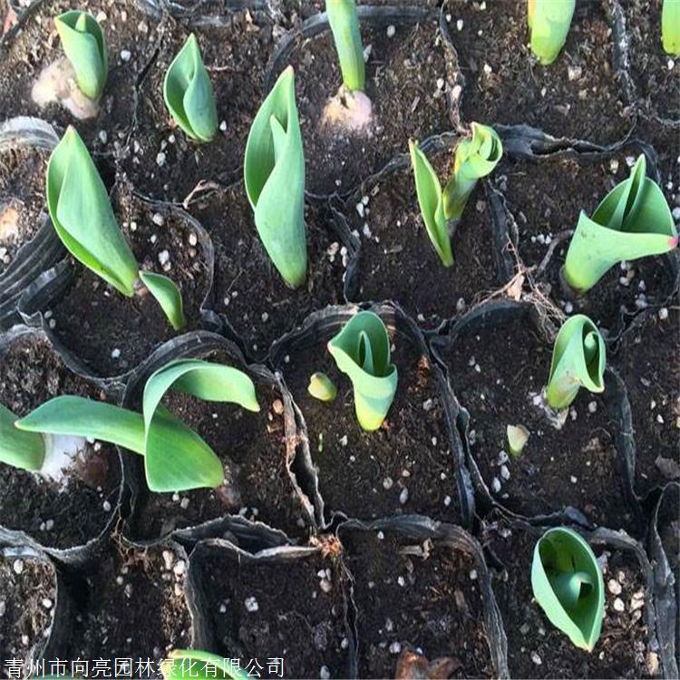 郁金香苗郁金香花海叶色素雅秀丽