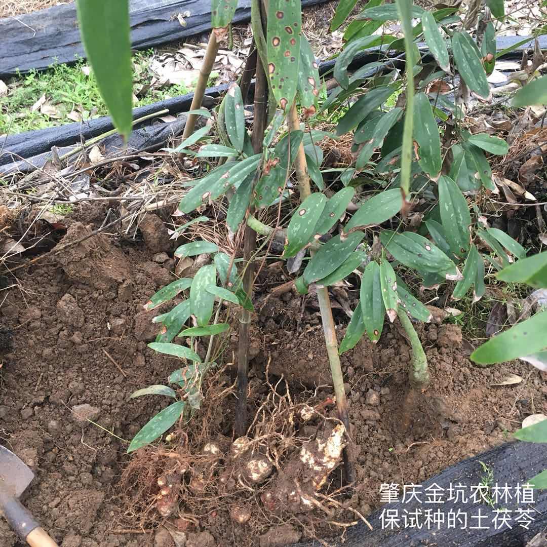 「原来根系健壮的土茯苓是这个样子」视频介绍-肇庆市高要区金坑农林