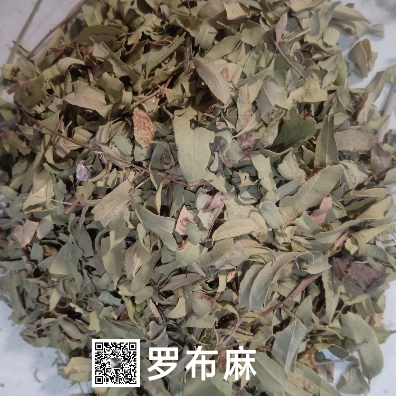 供应吉吉麻吉吉麻价格