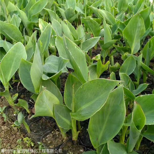 美人蕉价格美人蕉行情美人蕉杯苗水生美人蕉水生植物价格