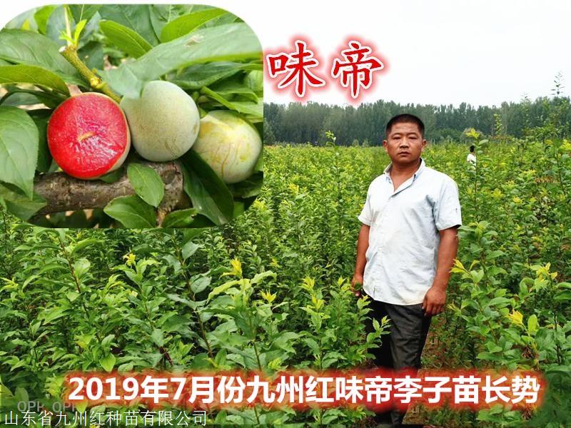 味帝李子苗和恐龙蛋哪个好