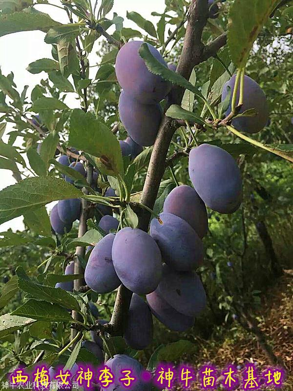 2公分蓝蜜李子苗品种优缺点介绍