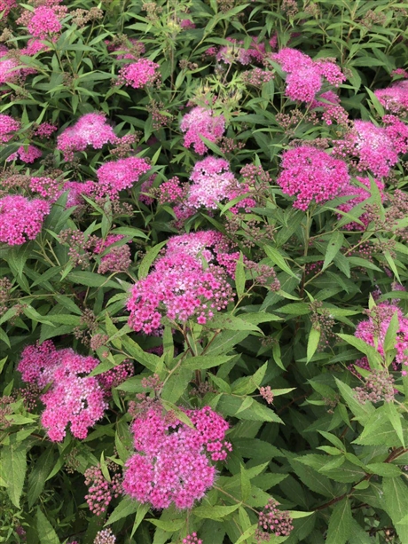 基地金焰绣线菊 红花绣线菊 粉