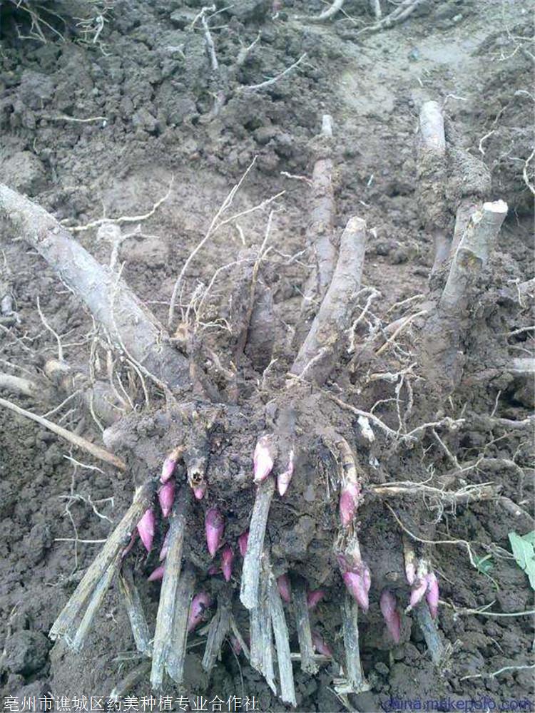 芍药种植前景芍药基地位置