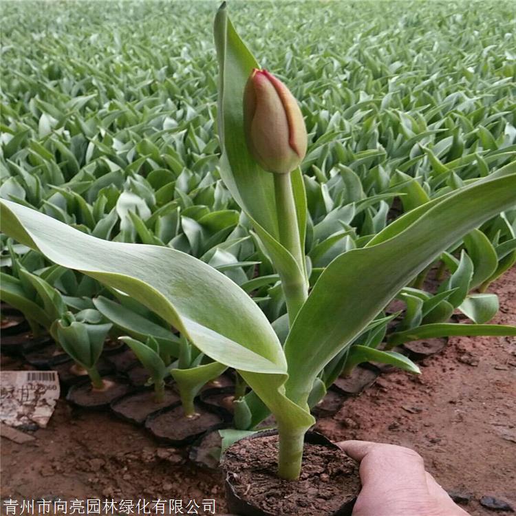 热销花卉郁金香价格郁金香花海叶色素雅秀丽