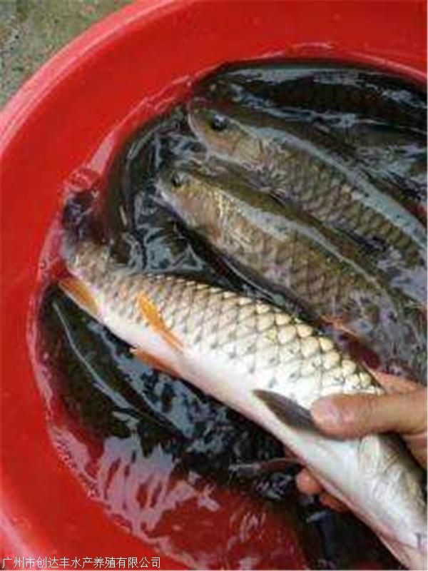 批发出售优质螺蛳鱼苗,黑鲩鱼苗,螺丝青鱼苗 青鱼苗活体求购