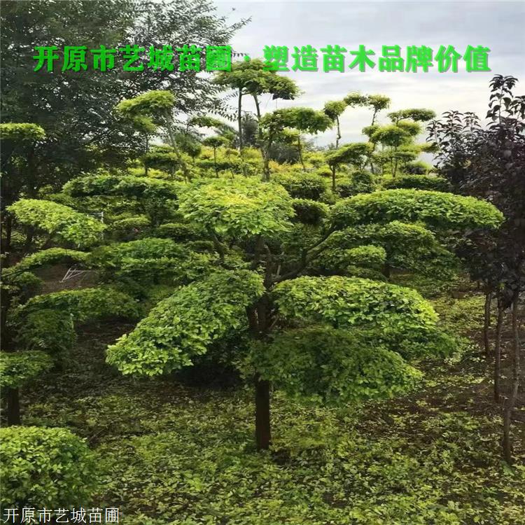种业直销金叶榆耐寒榆树东北金叶榆