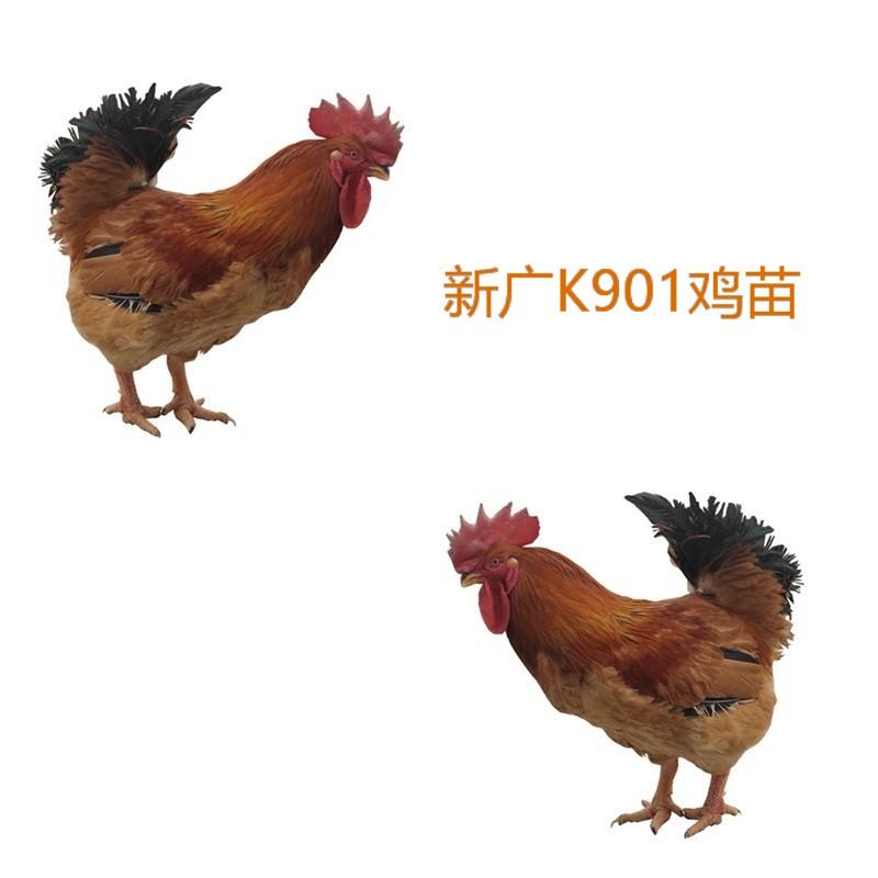 厂家新广k901鸡苗新广k901鸡苗品种纯正