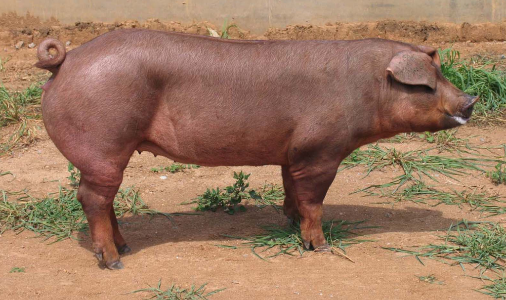 杜洛克猪属瘦肉型猪种, 引入我国经过多年驯化饲养,该猪体质结实