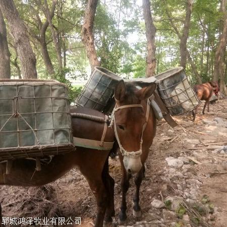 阿克苏地区转锈防锈底漆-特逸舒