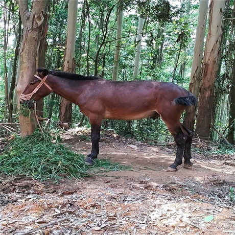 供应骡子价格干活骡子温顺骡子鸿泽