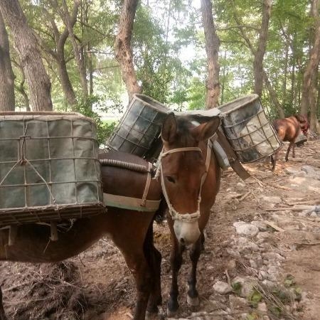 供应骡子价格干活骡子温顺骡子鸿泽