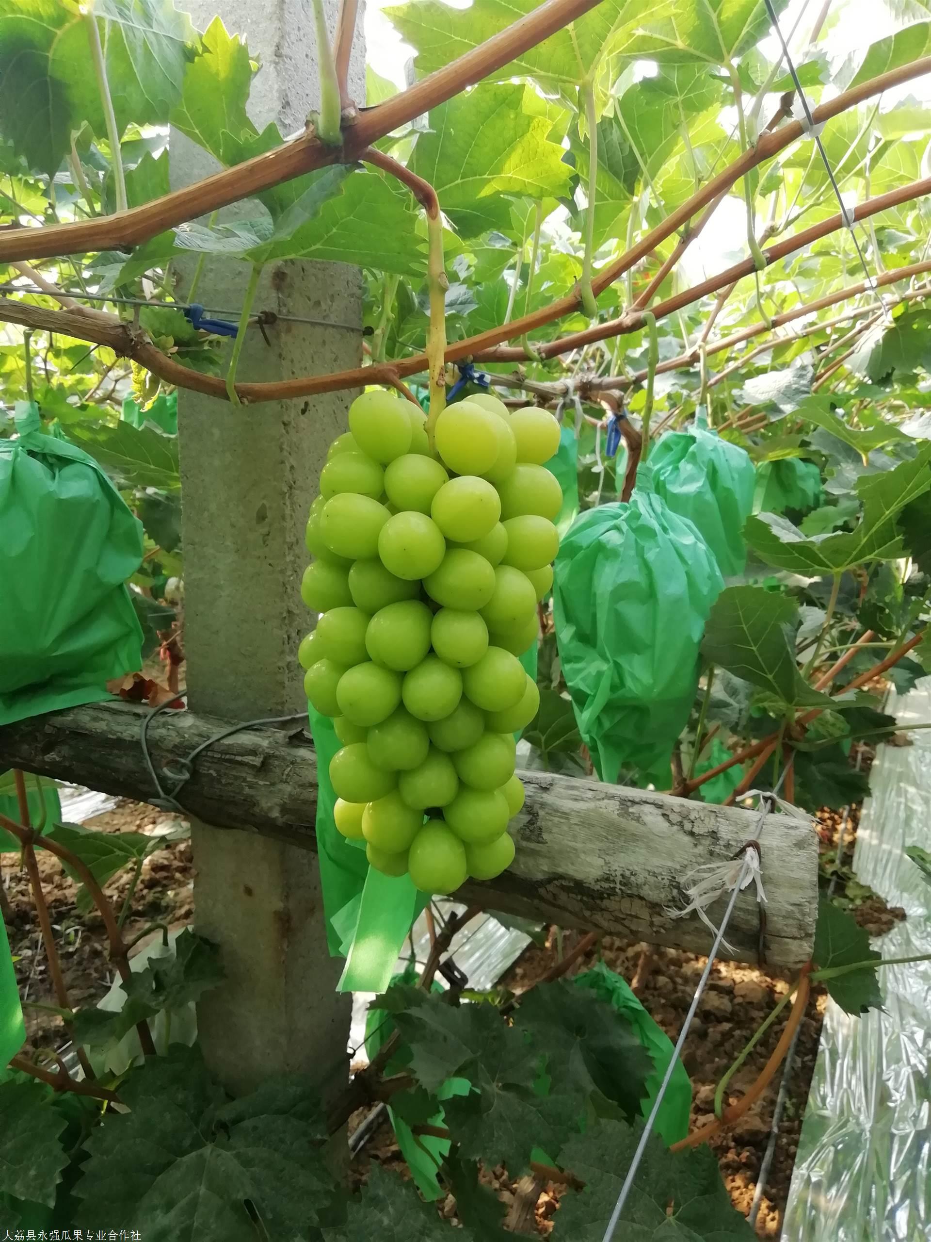 阳光玫瑰葡萄批发大棚阳光玫瑰葡萄基地陕西阳光玫瑰葡萄产地