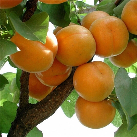 极早熟杏树苗 特早熟一号大杏树