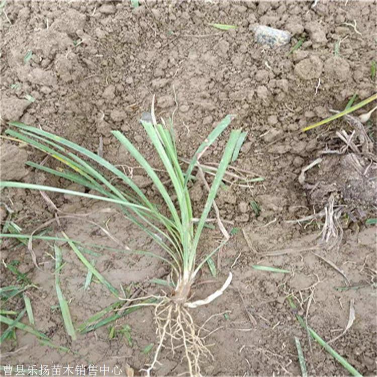 基地供应临沂麦冬草价格多年生绿化工程又名沿阶草