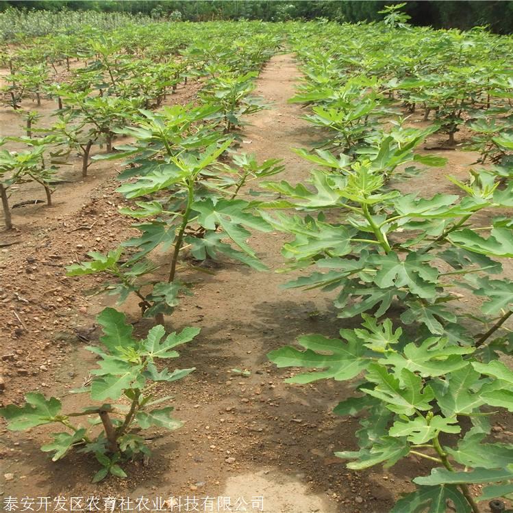 种植无花果树管理上注意的技巧