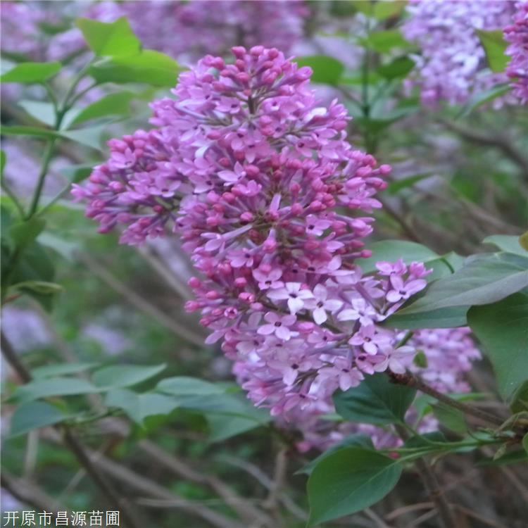 丁香小苗 华北紫丁香 喜光稍耐阴 可实地看苗