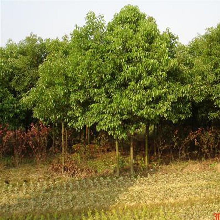 江西泉林绿化苗木基地大量供应各种规格香樟树,大桂花