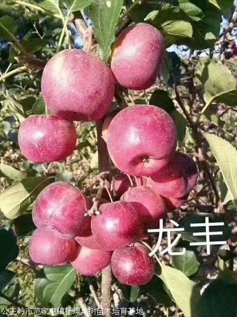 首页 农业 绿化苗木 果树 龙丰果苗 龙丰苹果树苗 选吉林坤基地 维修