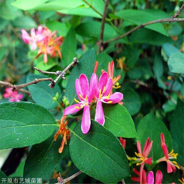 朝阳市 金银忍冬苗 耐寒忍冬 是春夏季观花灌木 艺城