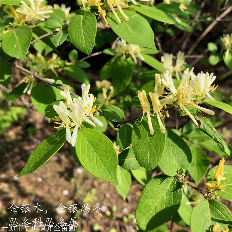 蓝叶忍冬苗忍冬苗齐全苗圃叶色独特花色粉红