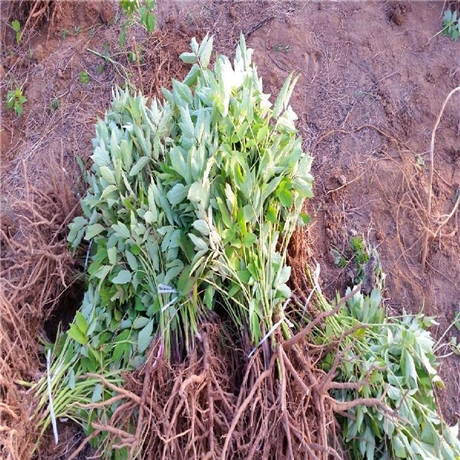 优质油用牡丹苗牡丹苗种植密度