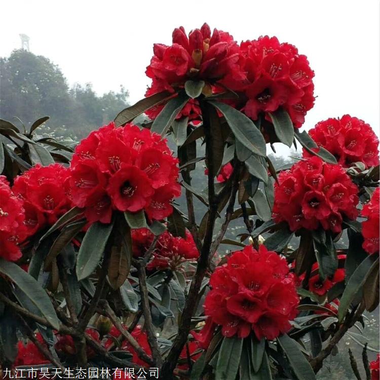 米径2至5公分多杆马缨杜鹃现货价格多杆马缨杜鹃杯苗