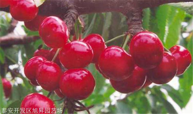 樱桃树苗厂家批发品种樱桃苗龙冠樱桃苗