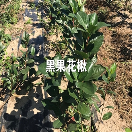 黑果花楸树苗 艺城苗圃 黑果腺肋花楸 品质好品种纯