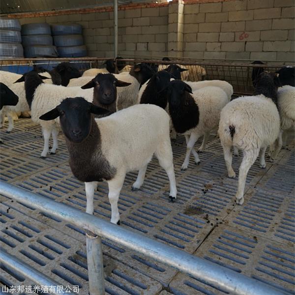 黑头杜泊羊多少钱一只 纯种黑头杜泊羊 杜泊绵羊肉羊