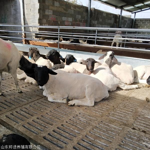 杜泊绵羊纯种养殖基地 河北杜泊羊 河南杜泊羊 邦进养殖场