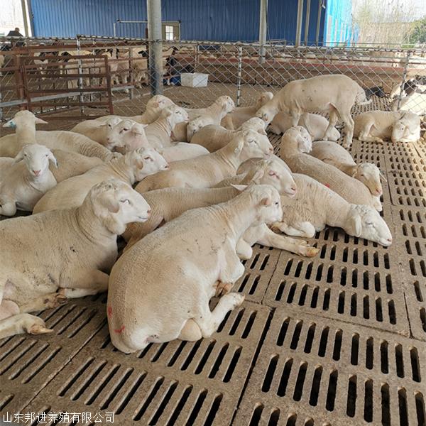湖北荆州成年澳洲白羊价格邦进养殖