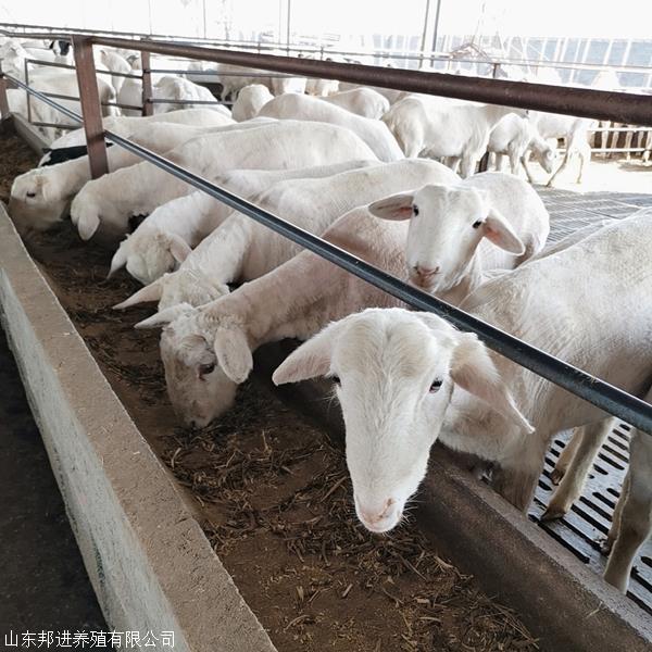 澳洲白养殖 成年澳洲白羊 邦进牧业