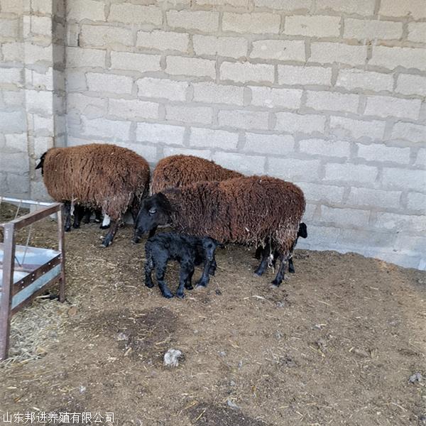 种羊乌骨羊新价格 乌骨羊苗 乌骨羊种母 邦进牧业