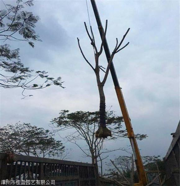 凤凰木假植苗四川凤凰木自家苗圃出售