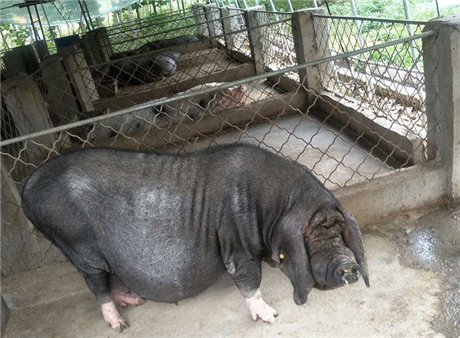 荆州的黑母猪出售荆州太湖价钱荆州太湖母猪养猪场苏太母猪