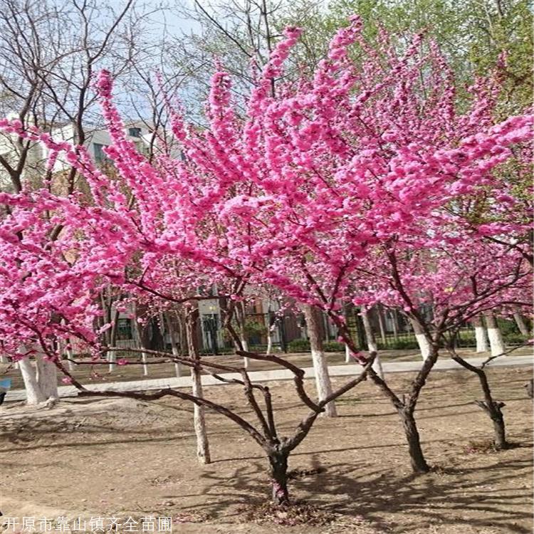 重瓣榆叶梅 齐全苗圃 小桃红 基地直购欢迎选购