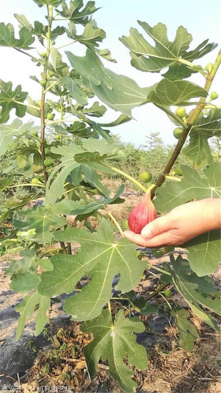 扦插无花果苗批发 金傲芬无花果苗 紫色波尔多无花果苗