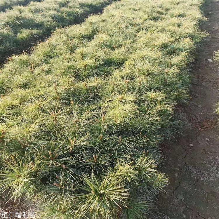 红松苗价格增利苗圃耐寒红松树苗常绿乔木