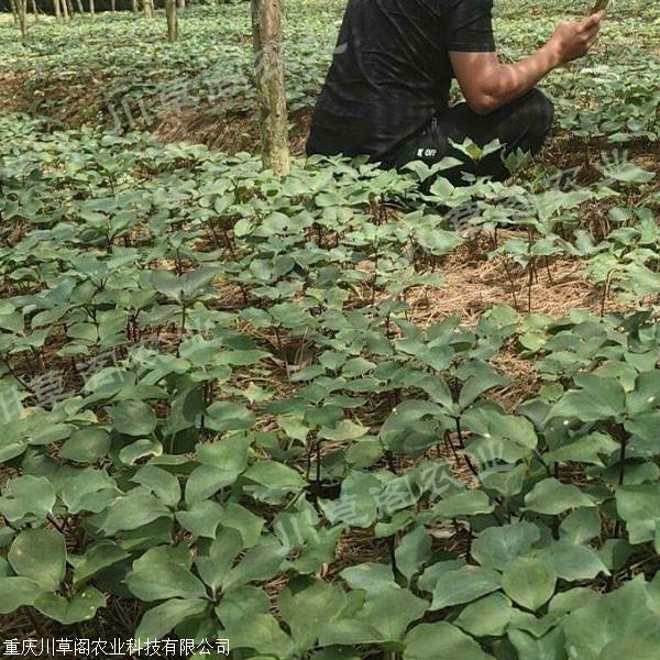 七叶一枝花苗种重楼方法川草阁重楼