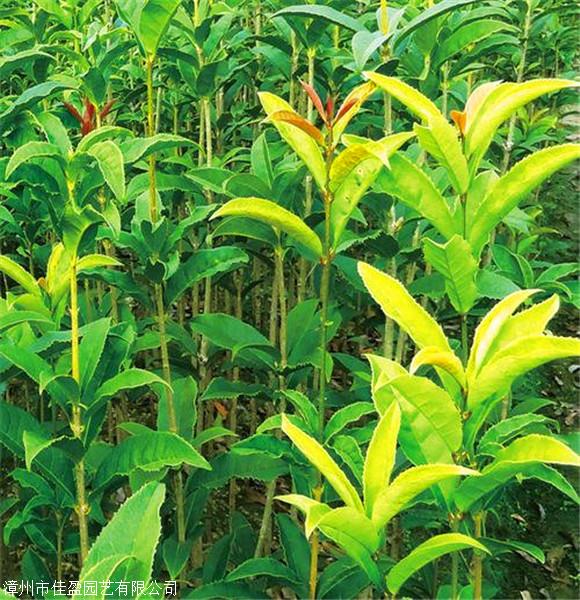 河南八月桂小苗桂花苗价格自家苗圃出售