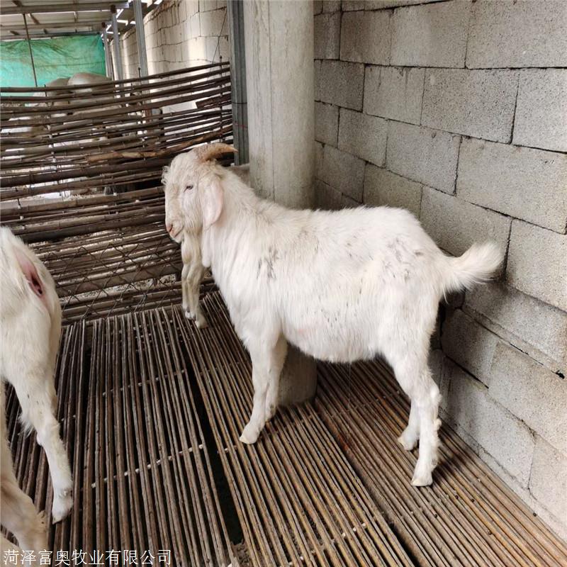 现在波尔山羊 养殖场 羊波尔山羊怀孕母羊 羊羔波尔山羊 富奥牧业