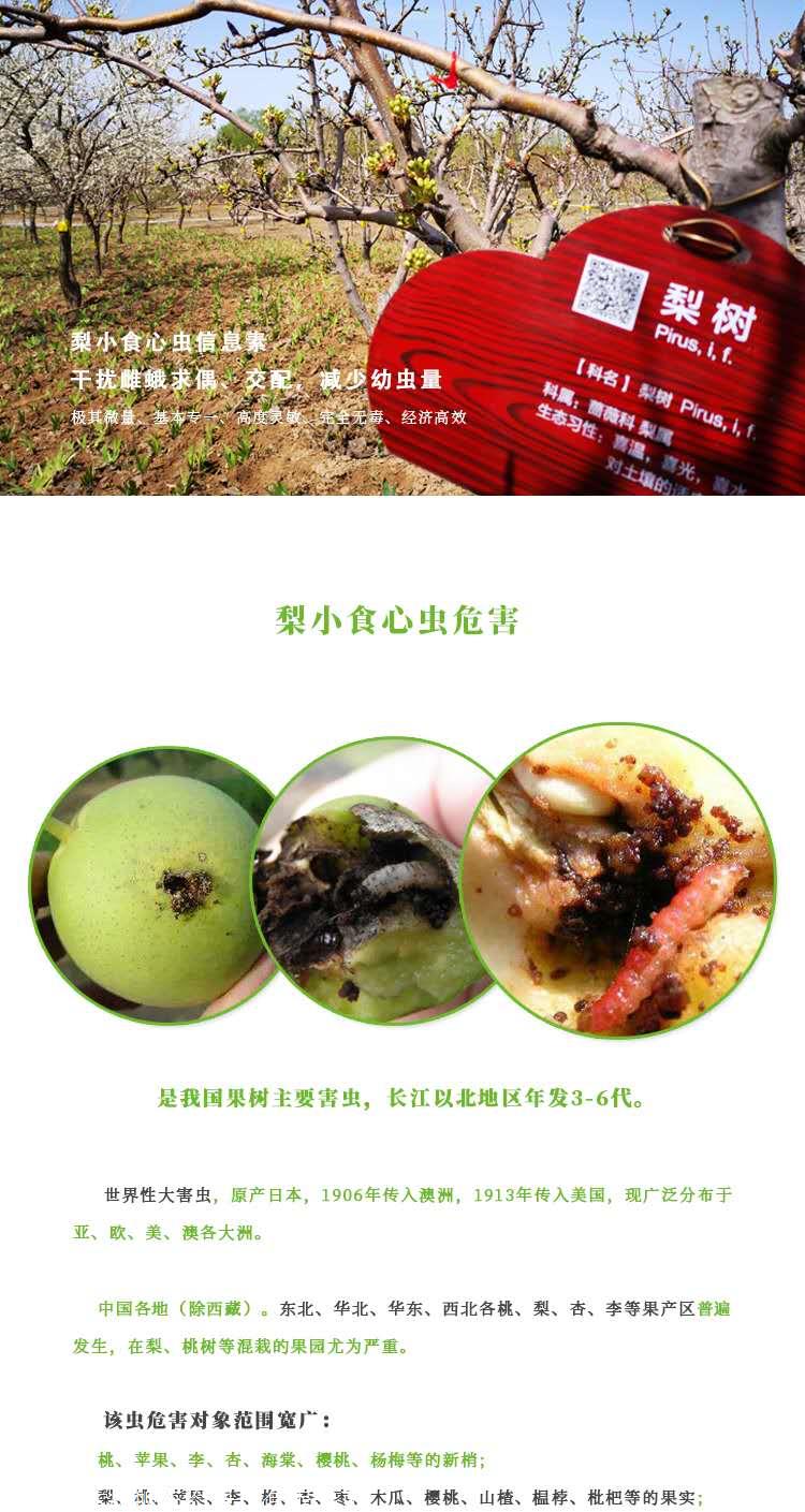 防治李小食心虫方法丨梨小食心虫丨迷向丝悬挂丨嘉禾源硕