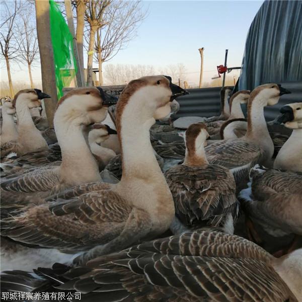 陕西大三花鹅 河南鹅苗供应商 祥宸