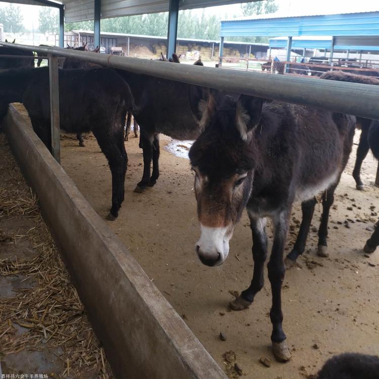 厂家直销 商品肉驴 养殖肉驴品种德州驴 肉驴养殖行情