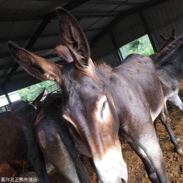 正凯 三个月德州肉驴苗 德州驴价格厂家 供应内蒙驴