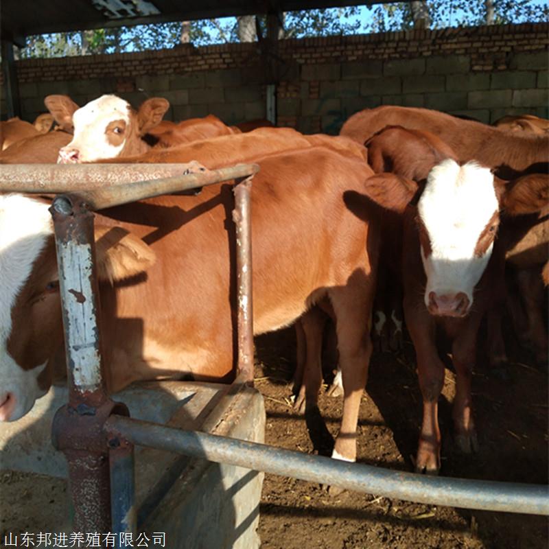 养殖场供应黄牛养殖 小牛肉牛 交易网肉牛 邦进牧业